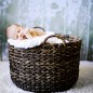 little rock photographer captures baby sleeping in a basket during newborn pictures